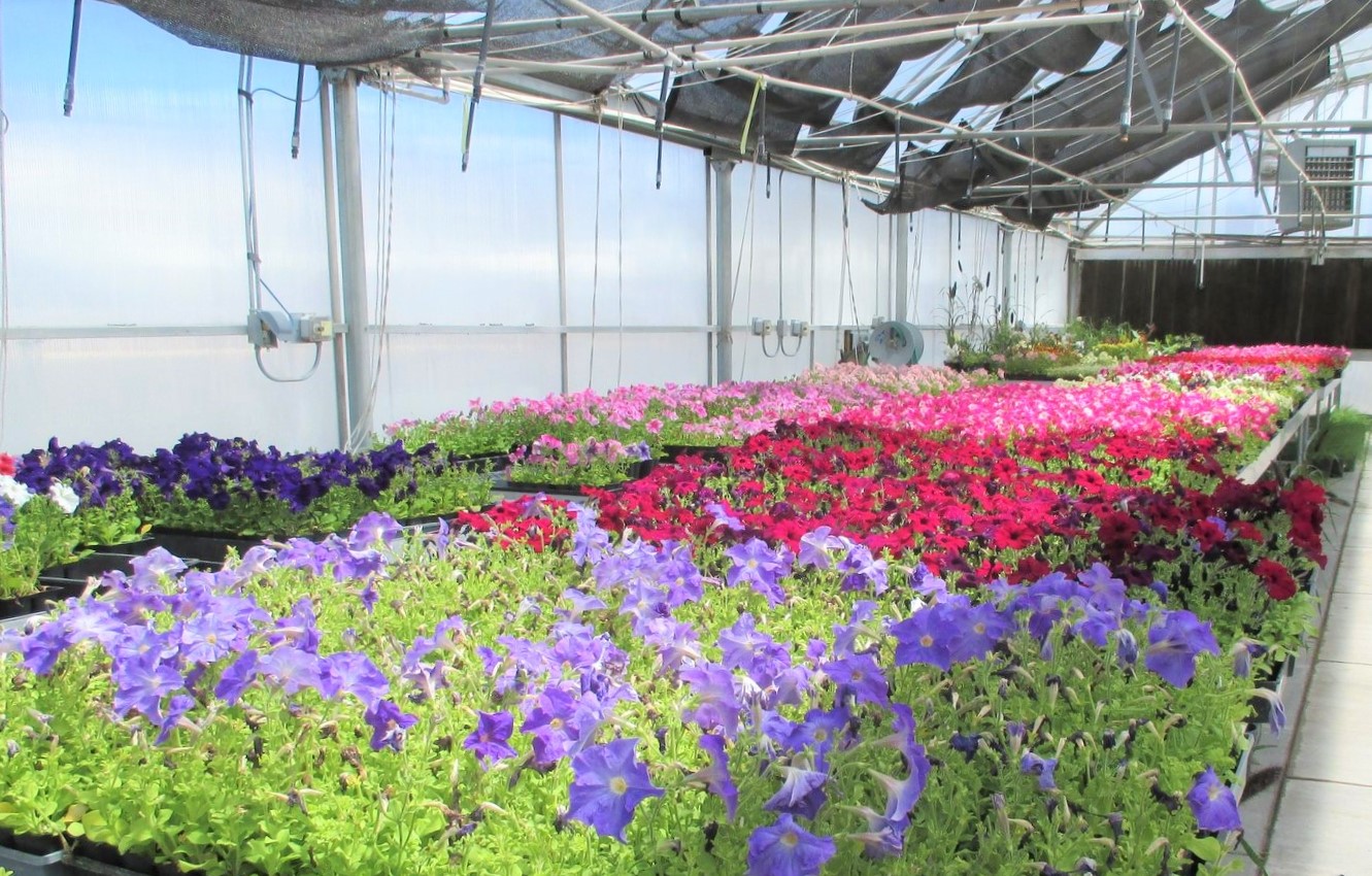 Greenhouse full bloom (3)